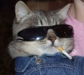 The Cool Cat.jpg